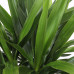 Yucca Elephantipes