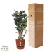 Polyscias Fabian in Elho® Greenville pot