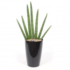 Sanseveria Cylindrica