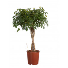 Schefflera Compacta, Vingersboom