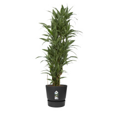 Dracaena Warneckei in Elho® Greenville pot