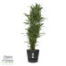 Dracaena Warneckei in Elho® Greenville pot