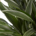 Dracaena Warneckei in Elho® Greenville pot