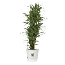 Dracaena Warneckei in Elho® Greenville pot