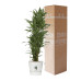 Dracaena Warneckei in Elho® Greenville pot