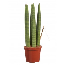 Sanseveria