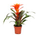 Guzmania Fiero Orange single