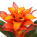 Guzmania Fiero Orange single