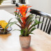 Guzmania Fiero Orange single