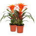 Guzmania Fiero Orange double