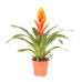 Vriesea Intenso Orange single