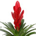 Vriesea Intenso Red double