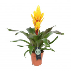 Vriesea Intenso Yellow single