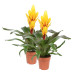 Vriesea Intenso Yellow double