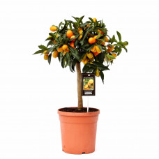 Citrus Kumquat