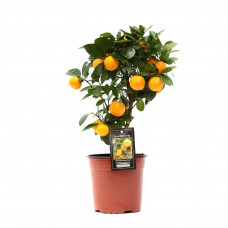 Citrus Calamondin