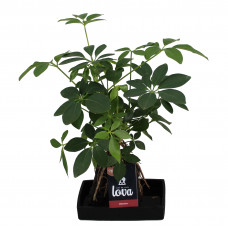 Lova Schefflera