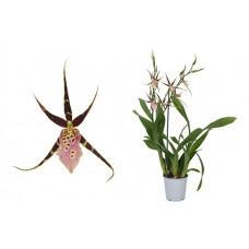 Brassia Sherlob Tolkien 2T