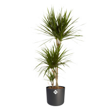 Dracaena Marginata in ® ELHO b.for soft sierpot