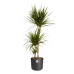 Dracaena Marginata in ® ELHO b.for soft sierpot