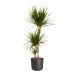 Dracaena Marginata in ® ELHO b.for soft sierpot