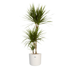 Dracaena Marginata in ® ELHO b.for soft sierpot