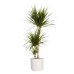 Dracaena Marginata in ® ELHO b.for soft sierpot