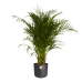 Goudpalm in ® ELHO b.for soft sierpot