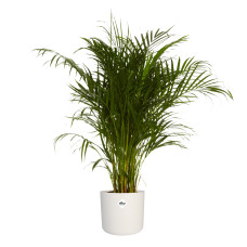 Goudpalm in ® ELHO b.for soft sierpot