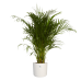 Goudpalm in ® ELHO b.for soft sierpot