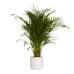 Goudpalm in ® ELHO b.for soft sierpot