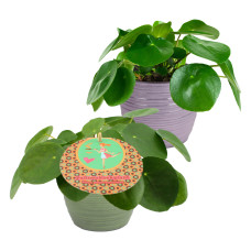 Duo Pilea Peperomioides