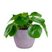 Duo Pilea Peperomioides