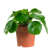 Duo Pilea Peperomioides