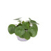 Trio Begonia maculata, Pilea peperomioides en Peperomia Argyreia