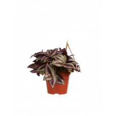 Tradescantia zebrina