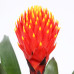 Guzmania Tala single