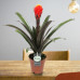 Guzmania Tala double