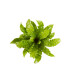 Asplenium Crispy Wave