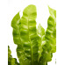 Asplenium Crispy Wave