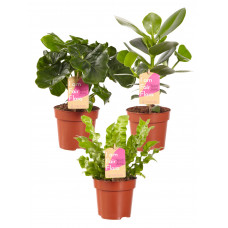 Luchtzuiverende mix, Clusia, Asplenium, Philodendron