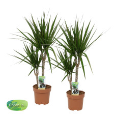 Duo Dracaena Marginata