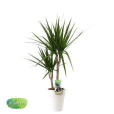 Dracaena Marginata wit keramiek