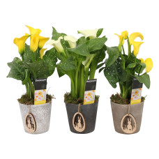 Zantedeschia Geel/Wit in Luna PASEN (Decorum)