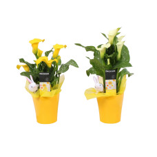 Zantedeschia Geel/Wit in Amy Geel PASEN (Decorum)