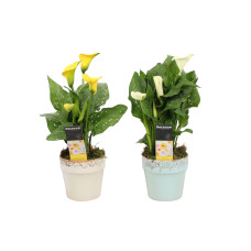 Zantedeschia Geel/WIt in Milou PASEN