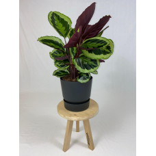 Calathea Medaillon met ElhoGreenville 30 zwart