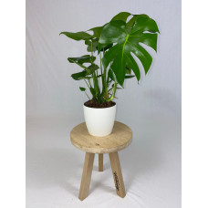 Monstera Deliciosa Struik met ElhoBrussels 20 wit