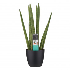 Decorum Sansevieria Cylindrica met Elho brussels living black 