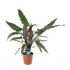 Decorum Alocasia Lauterbachiana  